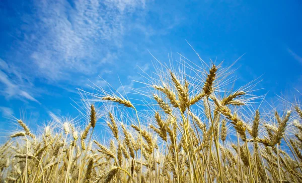 Літній вид з стиглої пшениці . — стокове фото