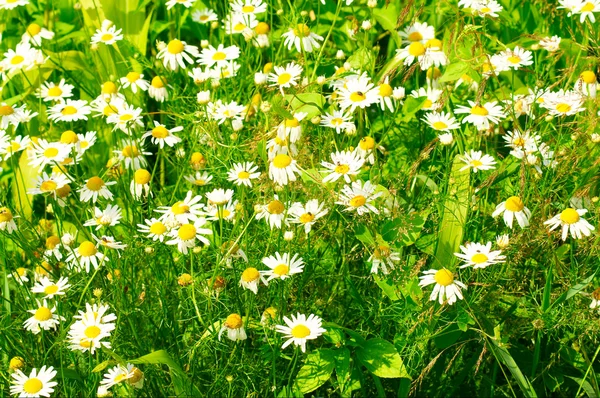Lato i łąka objęte daisywheels. — Zdjęcie stockowe