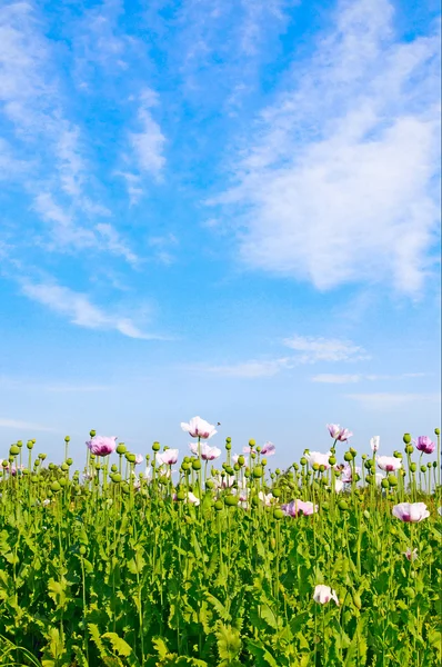 Field of poppies and blue sky. — Stock Photo, Image