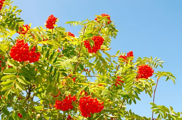 Blue sky and tree of ripe rowanberry. — Stock Photo, Image