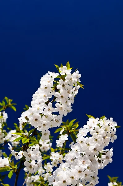 Szép kép virágzó cseresznye. — Stock Fotó