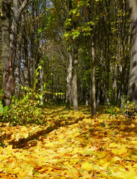 Wonderful autumnal grove — Stock Photo, Image
