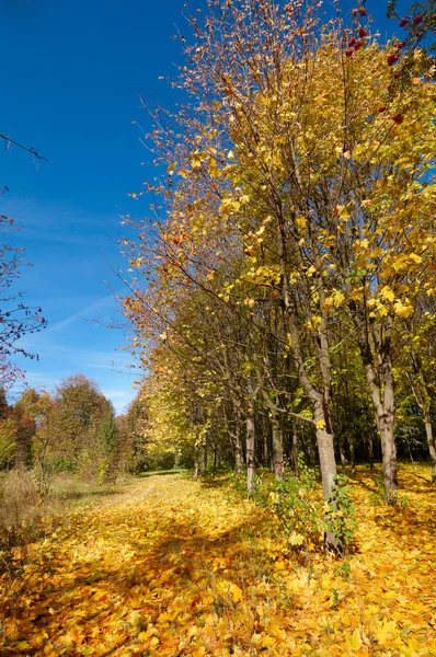 Maravilhoso bosque de outono . — Fotografia de Stock