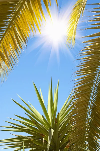 Пальмы и голубое небо . — стоковое фото