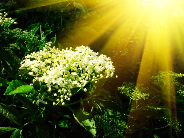 Elderflower ve yaz aylarında güzel güneş ışınları. — Stok fotoğraf