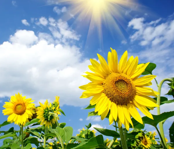 Wspaniałe słoneczniki na zachmurzone niebo niebieskie. — Zdjęcie stockowe