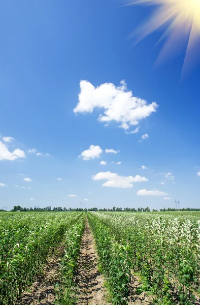 Panoramic view of young apple orchard and blue sky — Stock Photo, Image