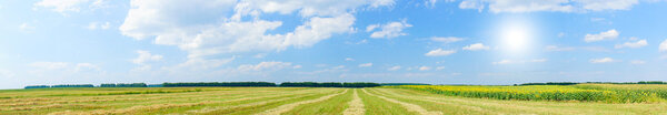 Панорамный вид на зерновое поле и подсолнухи
.