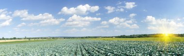 Splendid Field of green cabbages by summertime. clipart