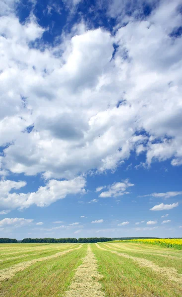 Gemähtes Weizenfeld und erstaunliche Sonnenblumen unter weißen Wolken. — Stockfoto