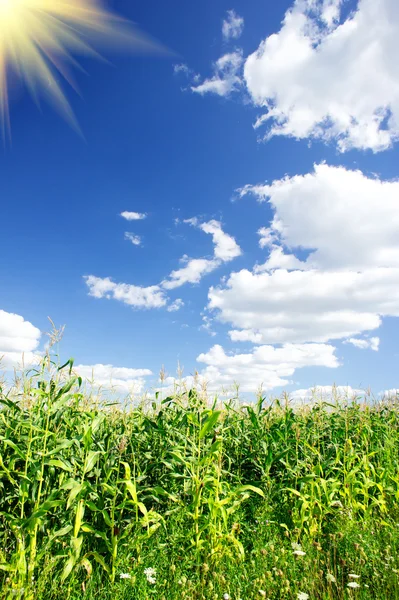 Kleurrijke cornfield door zomer. — Stockfoto
