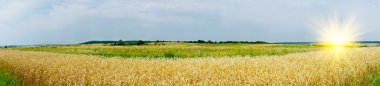 Panoramic landscape with cereals field and fun sun. clipart