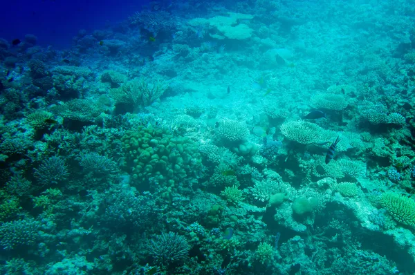 Zadziwiające podwodnego świata Morza Czerwonego. — Zdjęcie stockowe