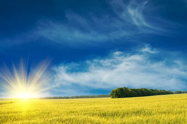 Esplêndido campo verde e o céu azul com sol . — Fotografia de Stock