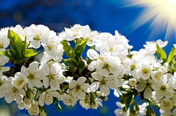 Poutres fantastiques au-dessus de l'image de la cerise en fleurs . — Photo
