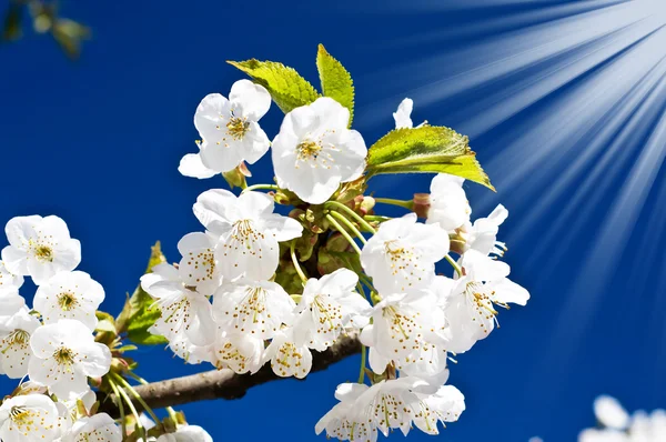 Ovanligt bilden av blommande cherry. — Stockfoto