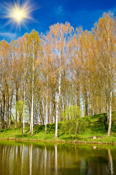Spring grove vedle pěkný rybník. — Stock fotografie