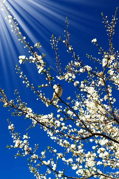 Passero, sole stupendo e prugna fiorita in primavera . — Foto Stock