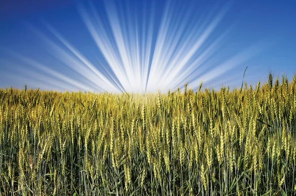 Maravilhoso campo de trigo verde  . — Fotografia de Stock