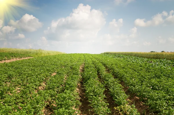 Prachtige aardappel veld door zomer. — Stockfoto