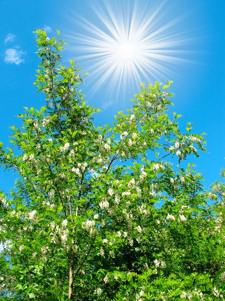 Weiße Akazie und herrlich blauer Himmel mit lustiger Sonne. — Stockfoto