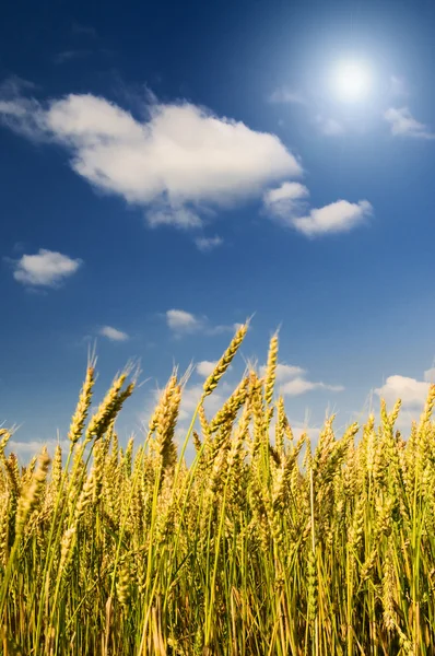 Increíble campo amarillo de trigo . — Foto de Stock