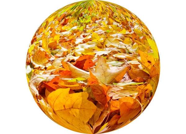 Herbstsymphonie im Wald. — Stockfoto