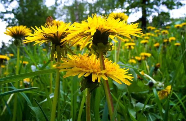 Blooming dandelions by spring. — Stock Photo, Image