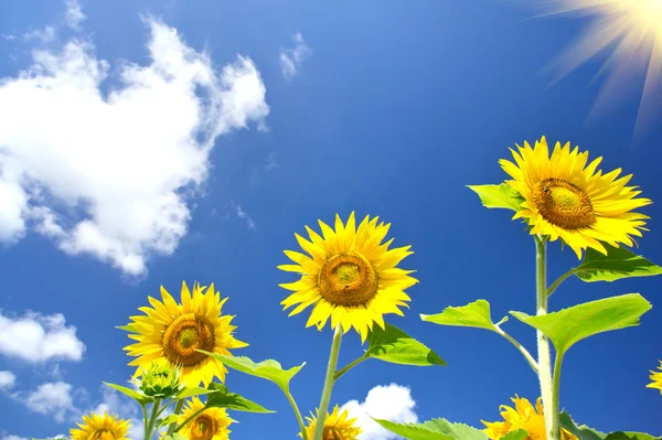 Jemné slunečnice a zábavy slunce na obloze. — Stock fotografie
