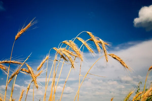 熟した小麦の夏ビュー. — ストック写真
