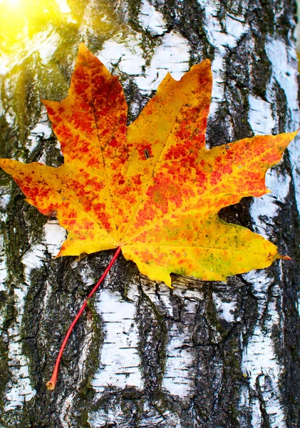Beautiful golden-yellow maple leaf on bark of birch tree . — Stock Photo, Image
