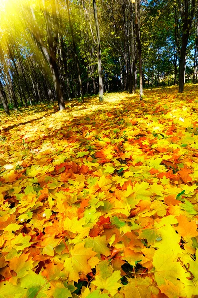 金色森林的秋天. — 图库照片