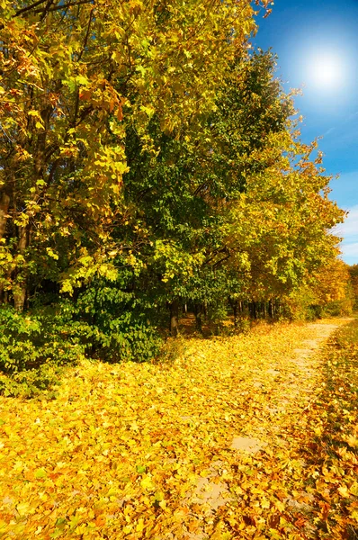 Forêt d'automne incroyable. — Photo