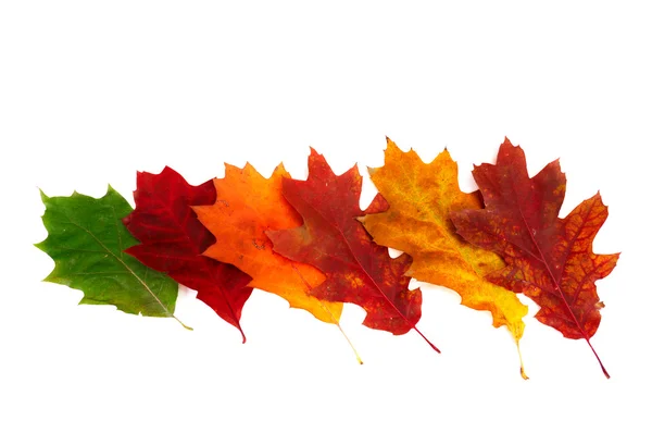Espléndidas hojas de colores sobre un blanco . —  Fotos de Stock