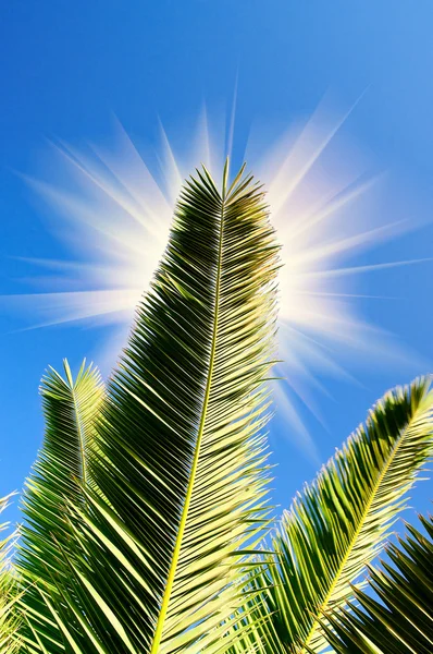 Divertido sol y hojas verdes de palma . —  Fotos de Stock