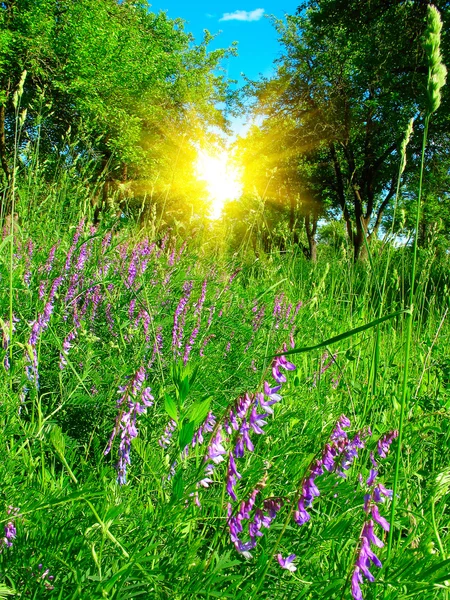 stock image Sunrise and pink campanulas in summer.