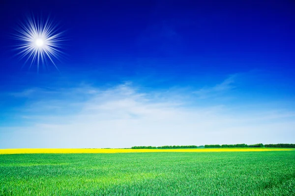 Pequeno trigo, bela colza e céu azul com sol . — Fotografia de Stock