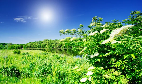 Elderflower e belo rio pelo verão . — Fotografia de Stock