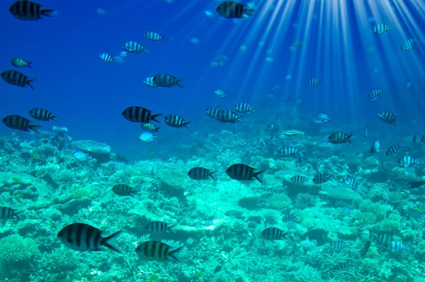 Εκπληκτικό υποθαλάσσιων κόσμου του Ερυθρά θάλασσα. Εικόνα Αρχείου
