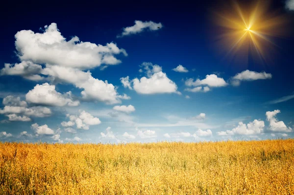 Mogen havre under blå himmel och kul solen. — Stockfoto