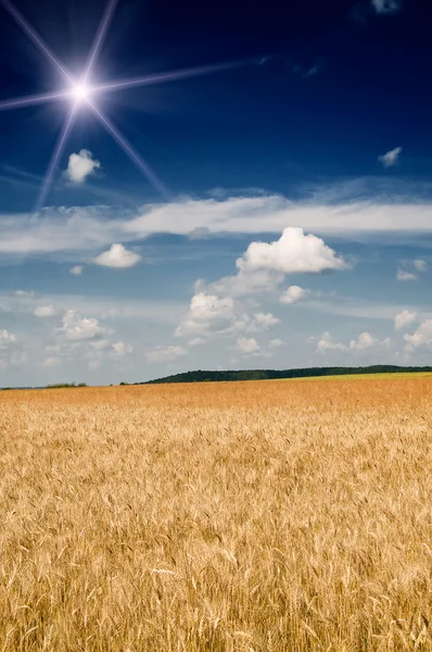 Increíble campo amarillo de trigo . —  Fotos de Stock