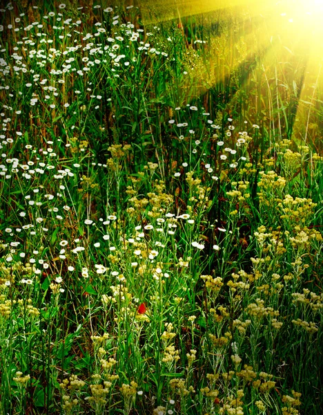 멋진 녹색 풀밭. — 스톡 사진