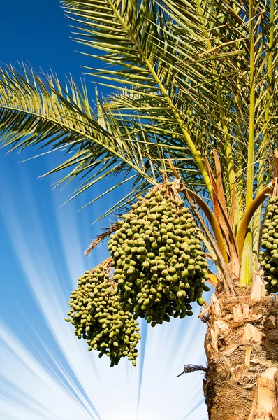Date palm with bunches of dates.