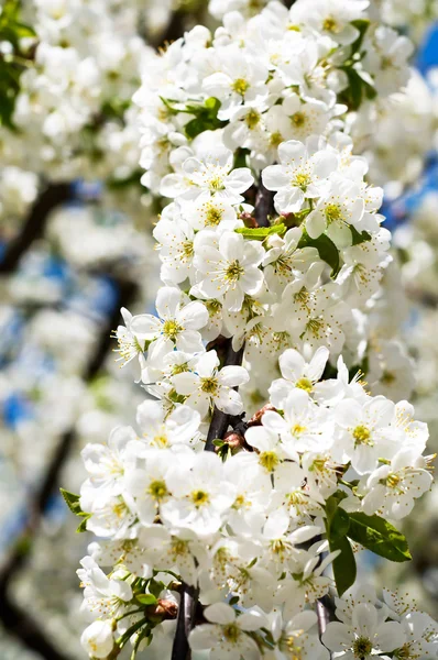 Florecimiento de cerezo . —  Fotos de Stock