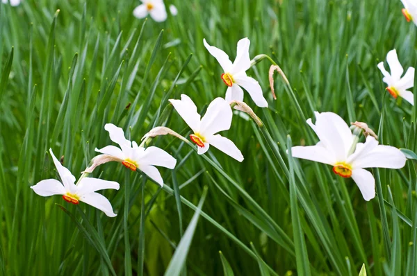 Narcissuses muhteşem bahar çiçekleri. — Stok fotoğraf