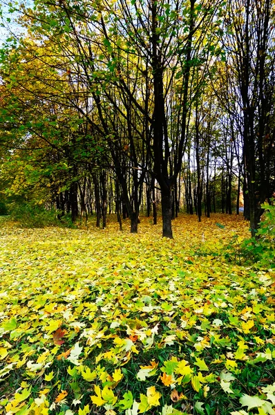 Folhas douradas caídas na terra . — Fotografia de Stock