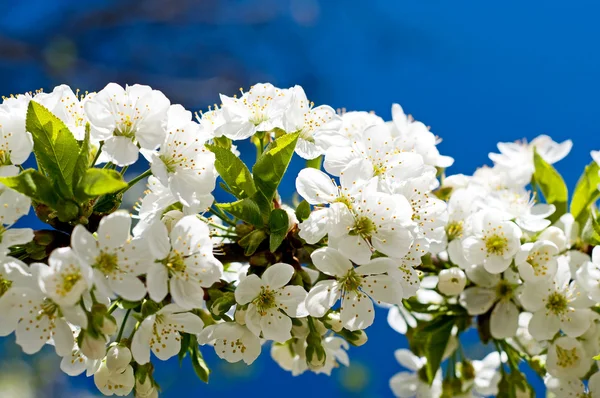 Nádherný obrázek kvetoucí třešeň. — Stock fotografie