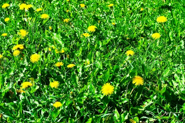 Dandelions çayır üzerinde eğlenceli. — Stok fotoğraf