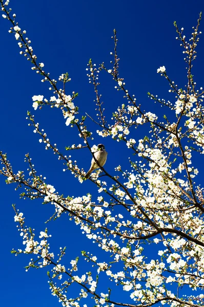 Sparrow a z jara kvetoucí švestka. — Stock fotografie