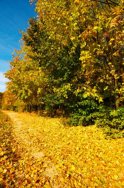 Increíble bosque de otoño. —  Fotos de Stock